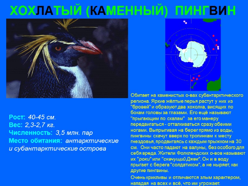 ХОХЛАТЫЙ (КАМЕННЫЙ)  ПИНГВИН Рост: 40-45 см. Вес: 2,3-2,7 кг. Численность: 3,5 млн. пар